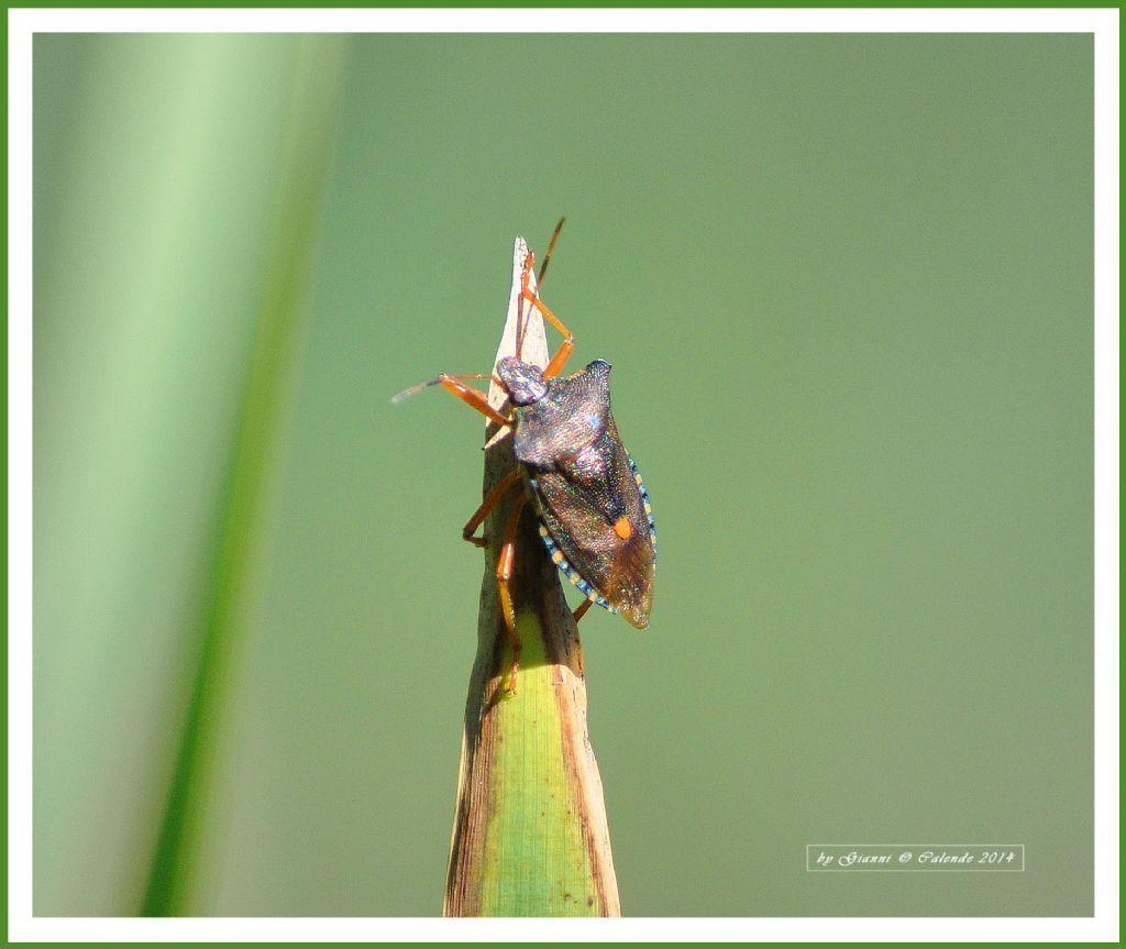 Pentaomidae: Pentatoma rufipes della Lombardia (SO)