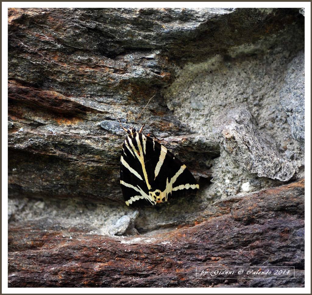 Quale Falena? - Euplagia quadripunctaria