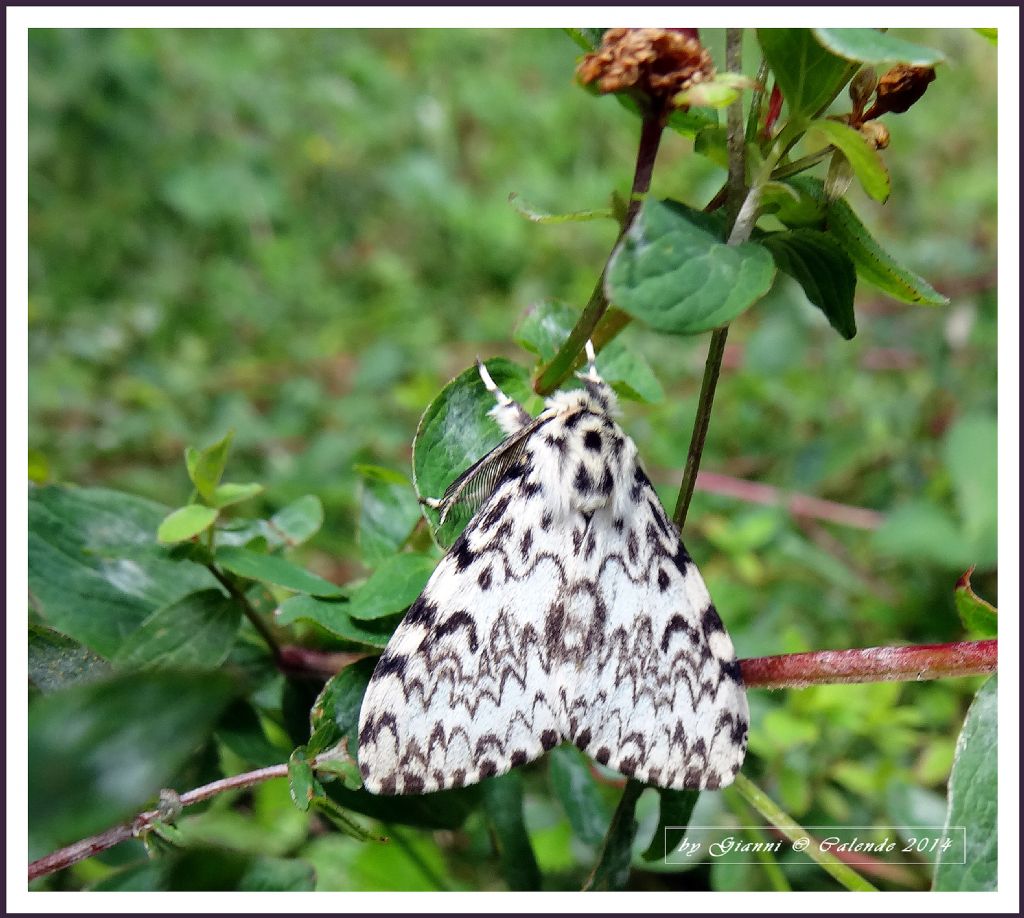 Falena da Id - Lymantria monaca