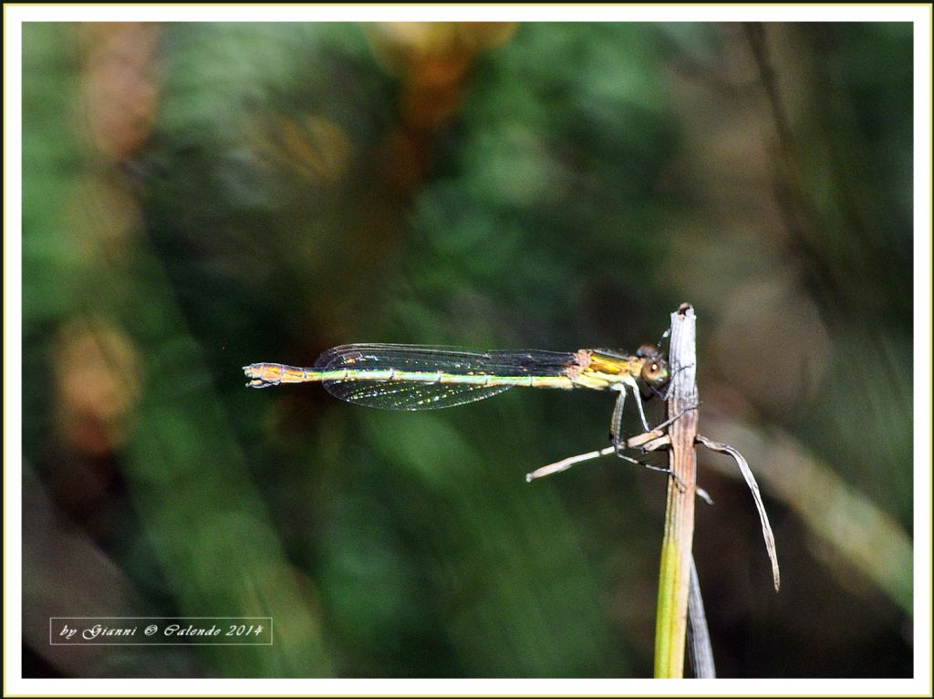 Lestes sponsa Femmina