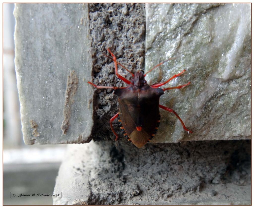 Pentatomidae: Pentatoma rufipes della Lombardia (SO)