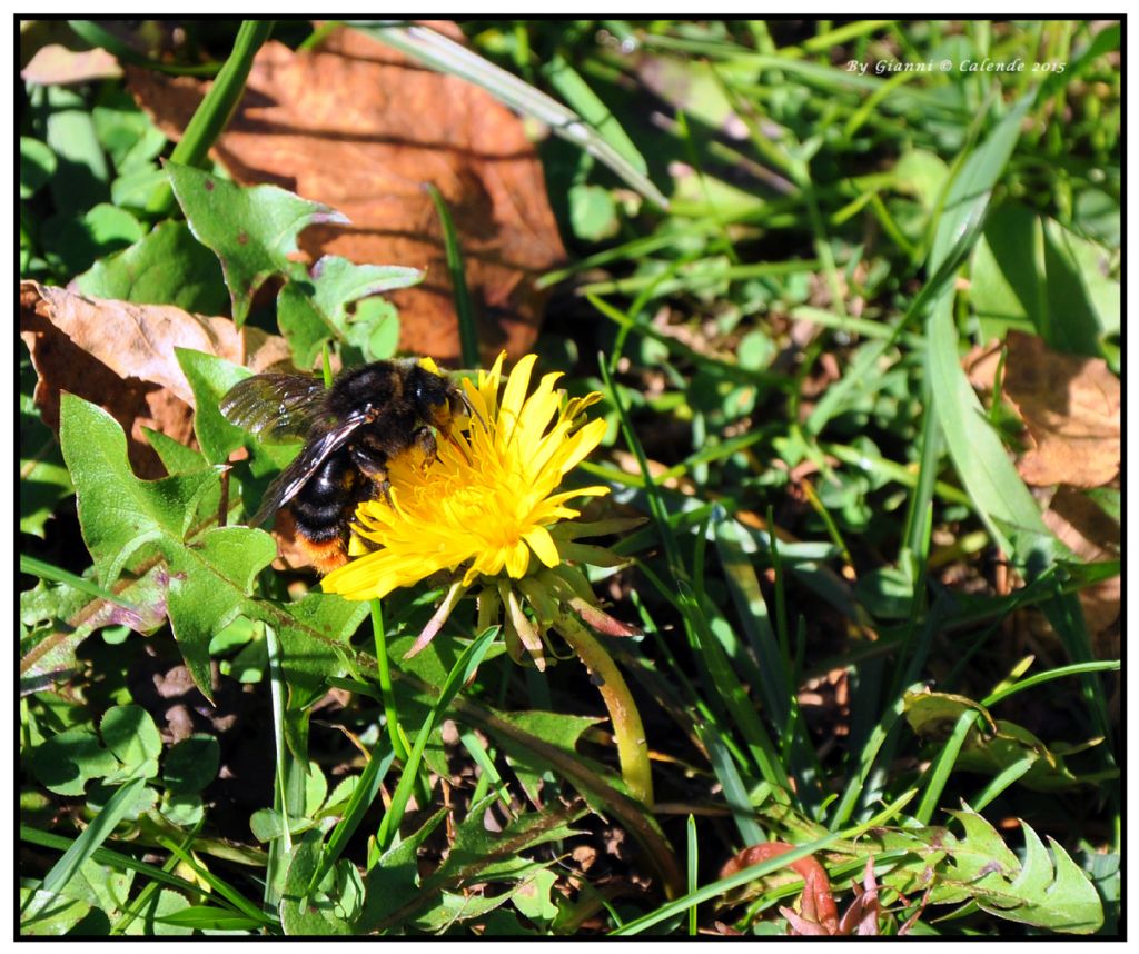 Quale Bombus? Forse Psithyrus rupestris.