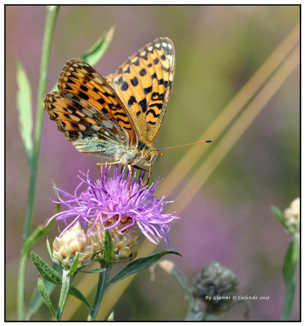 Farfalla da id - Argynnis (Mesoacidalia) aglaja, Nymphalidae