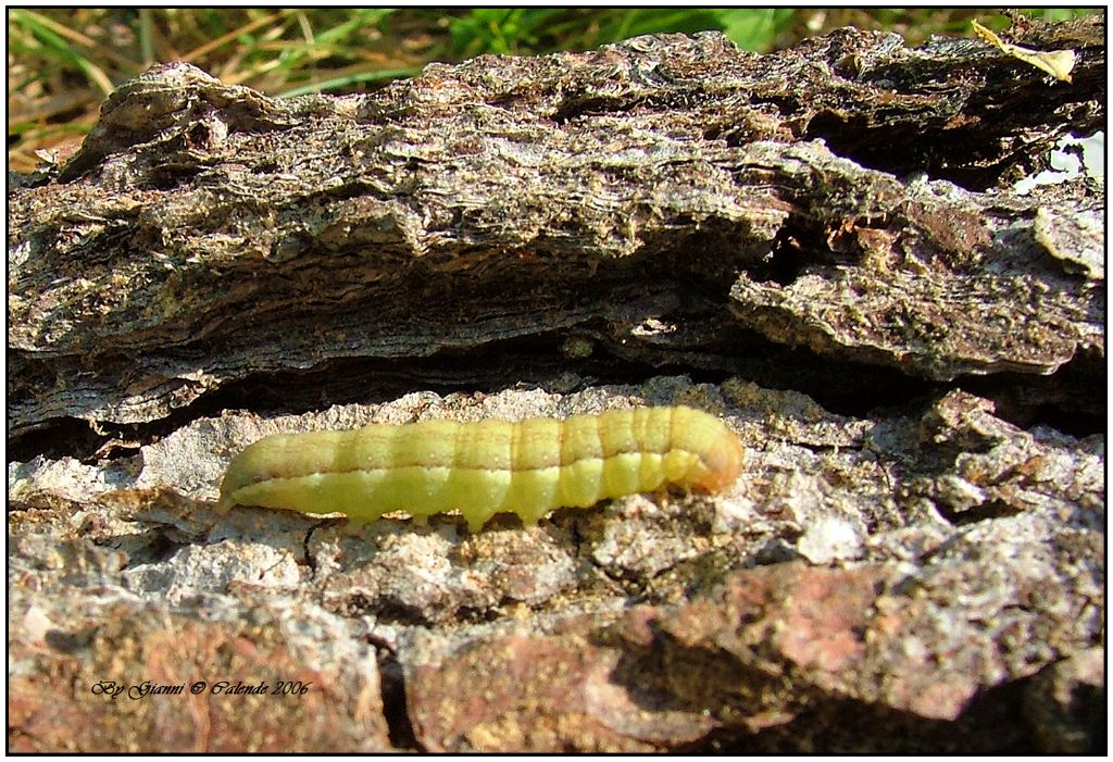 Bruco da id - Ochropleura plecta