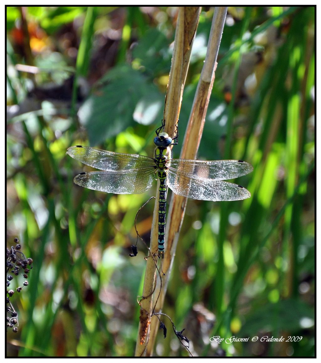 Quale Libellula? Aeshna cyanea