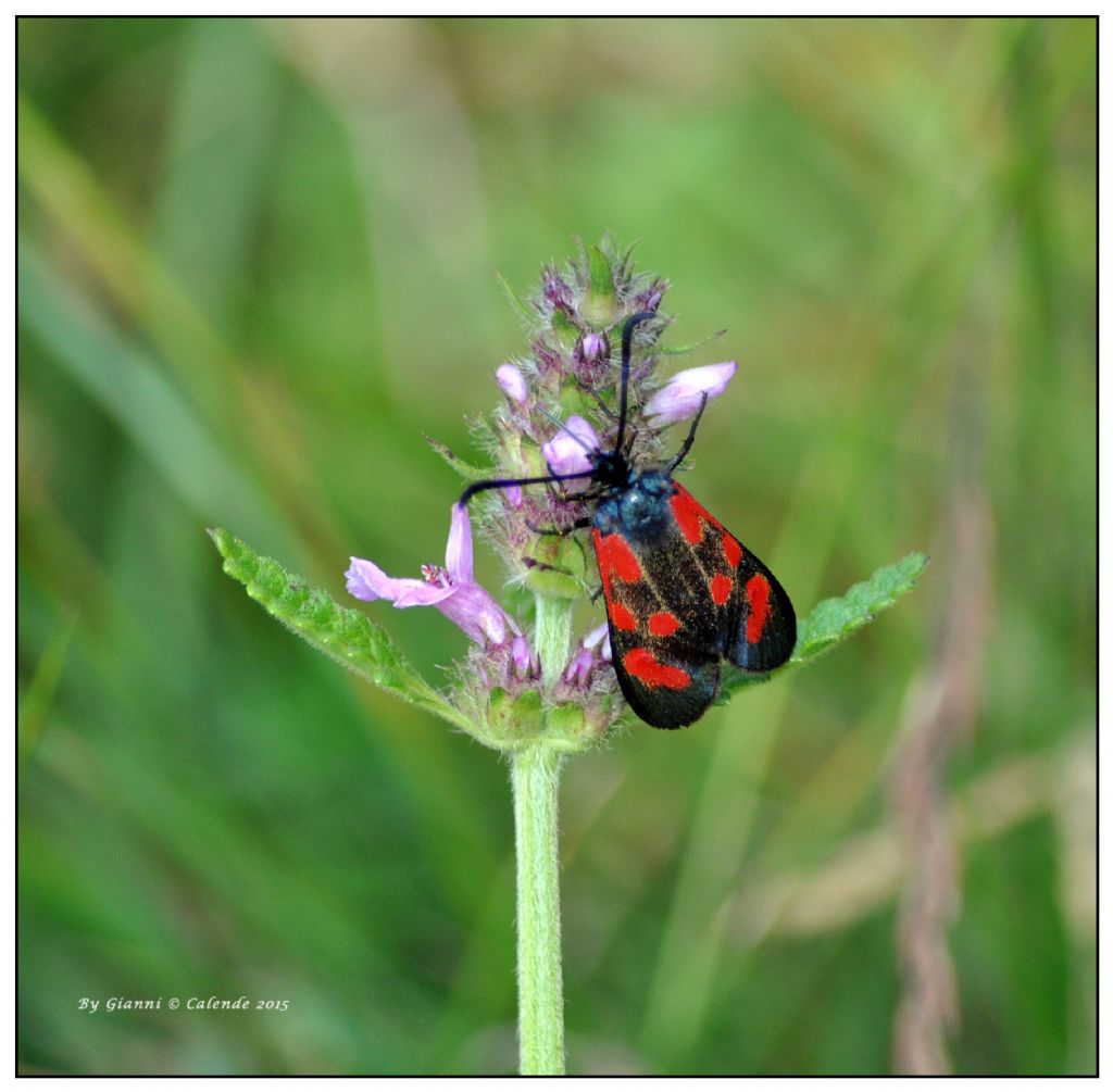 Quale Zygaena?