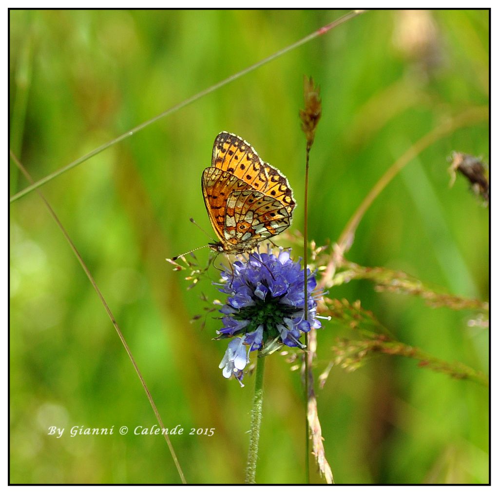 Quale farfalla? Boloria (Clossiana) selene, Nymphalidae