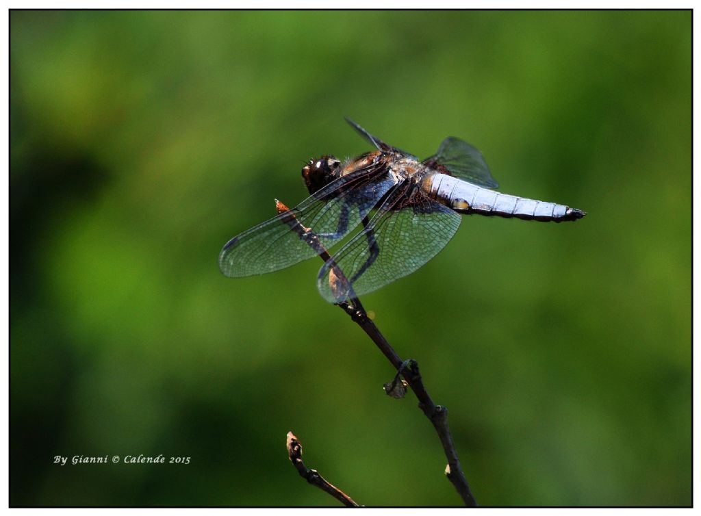 Libellula depressa, maschio