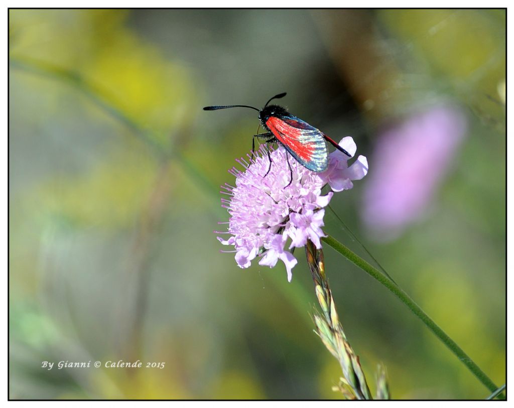 Zygaena transalpina?