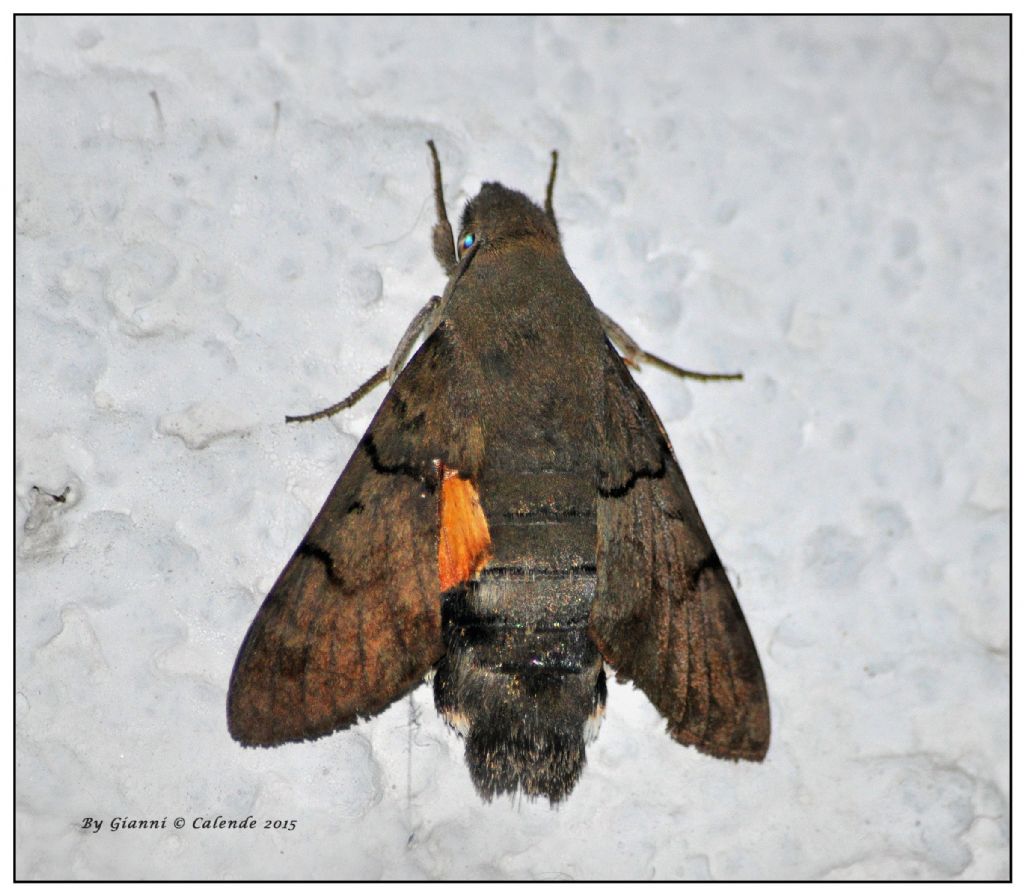 Falena da Id - Macroglossum stellatarum