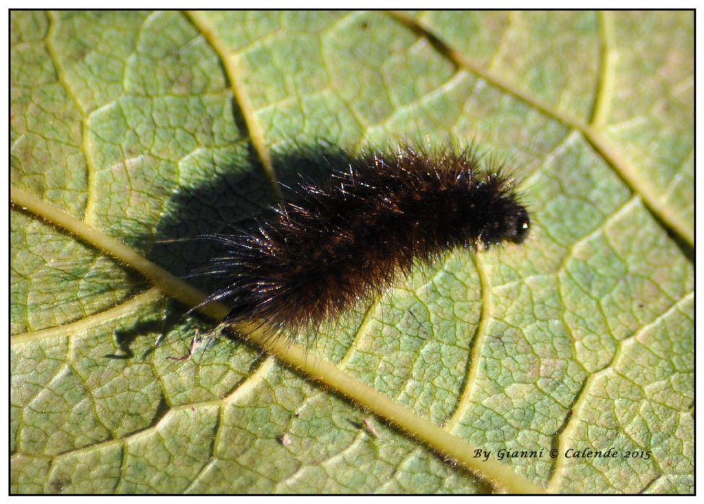 Bruco da Id - Cfr. Phragmatobia fuliginosa