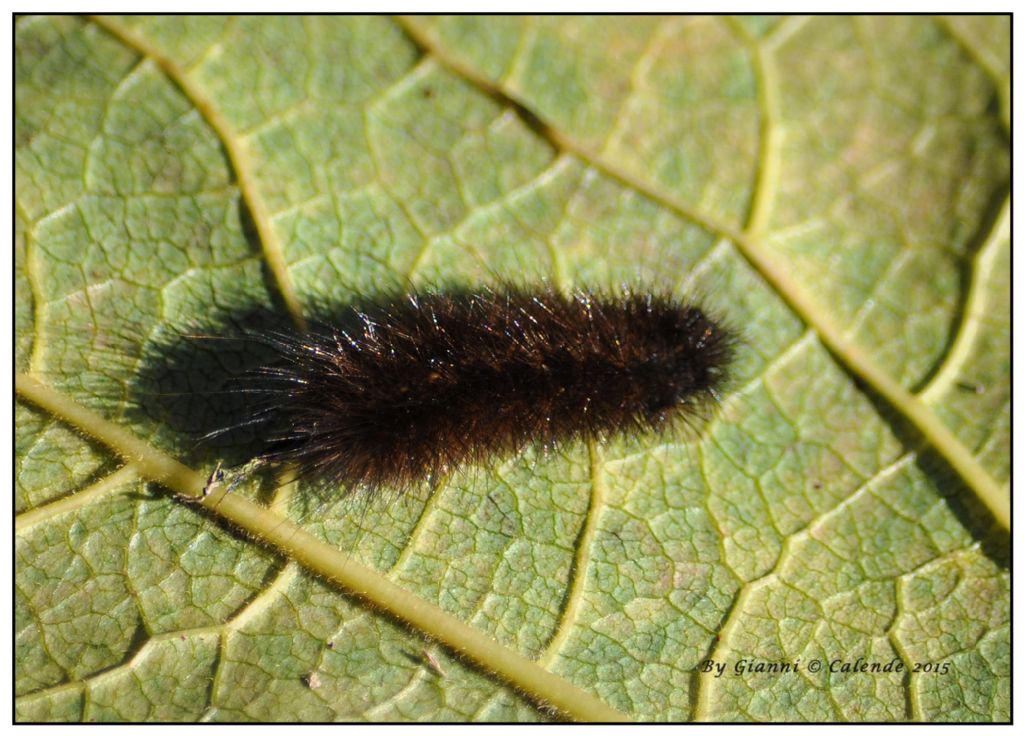 Bruco da Id - Cfr. Phragmatobia fuliginosa