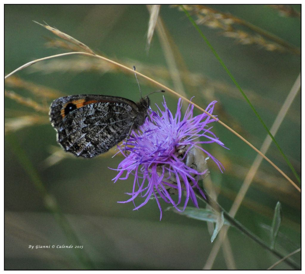 Altra farfalla da id - Erebia montana, Nymphalidae