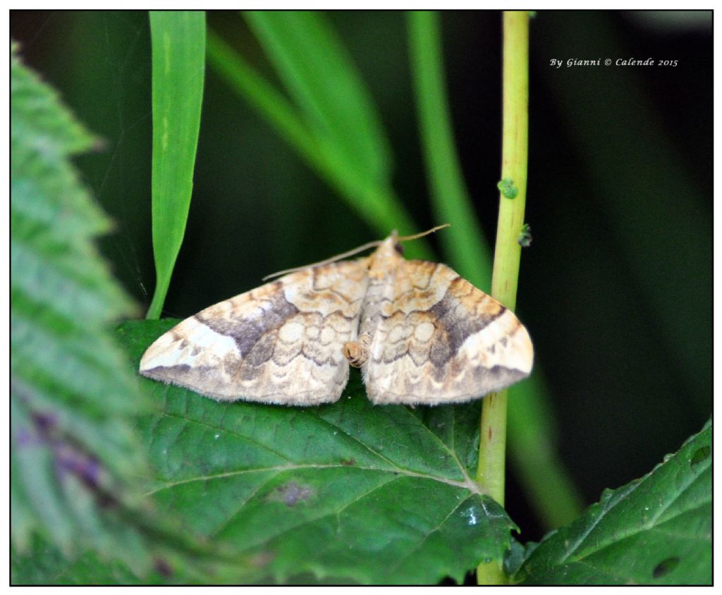 Falena da Id - Eulithis populata