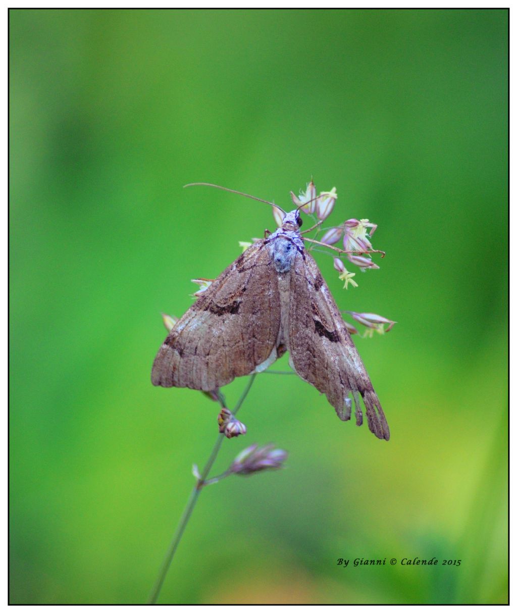 Falena da id - Aplocera sp.