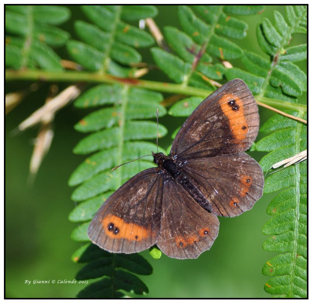 Quale Erebia? Erebia euryale