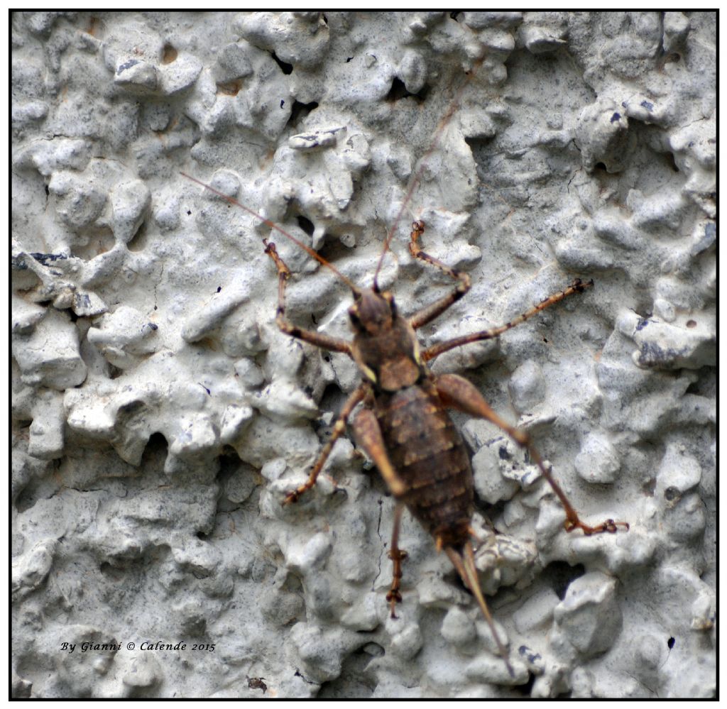 femmina di Antaxius pedestris (Tettigonidae)