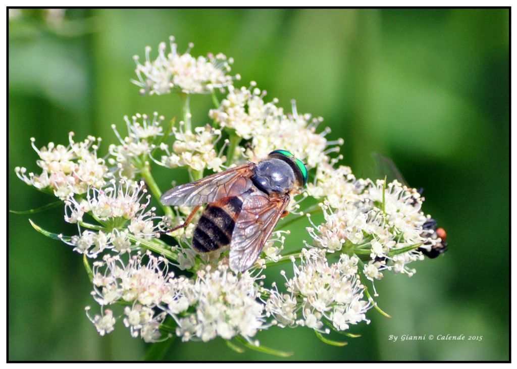 Philipomyia sp. (Tabanidae)