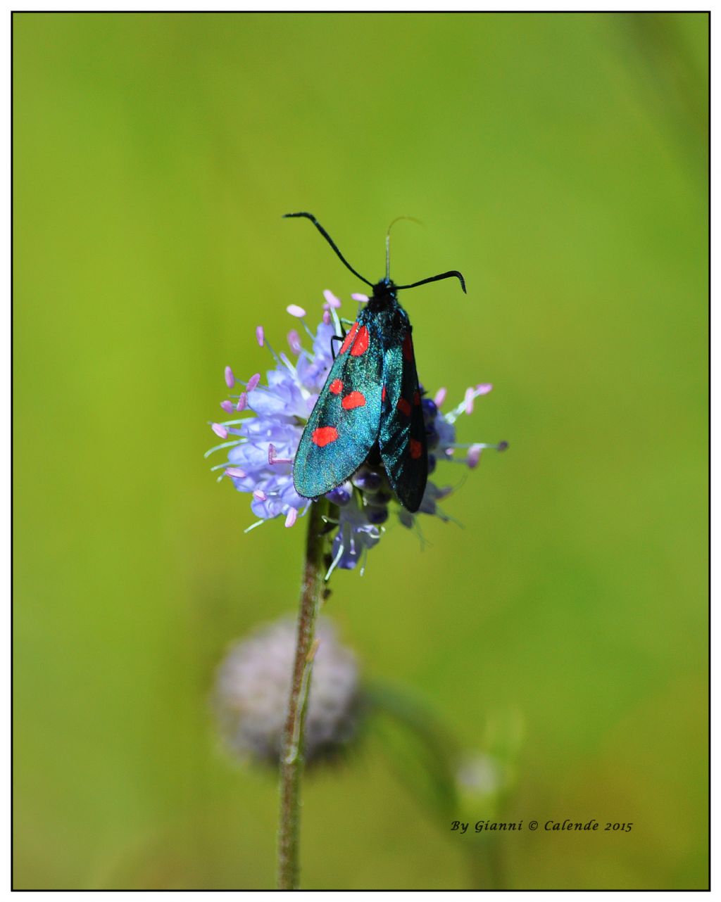 Zygaena da id