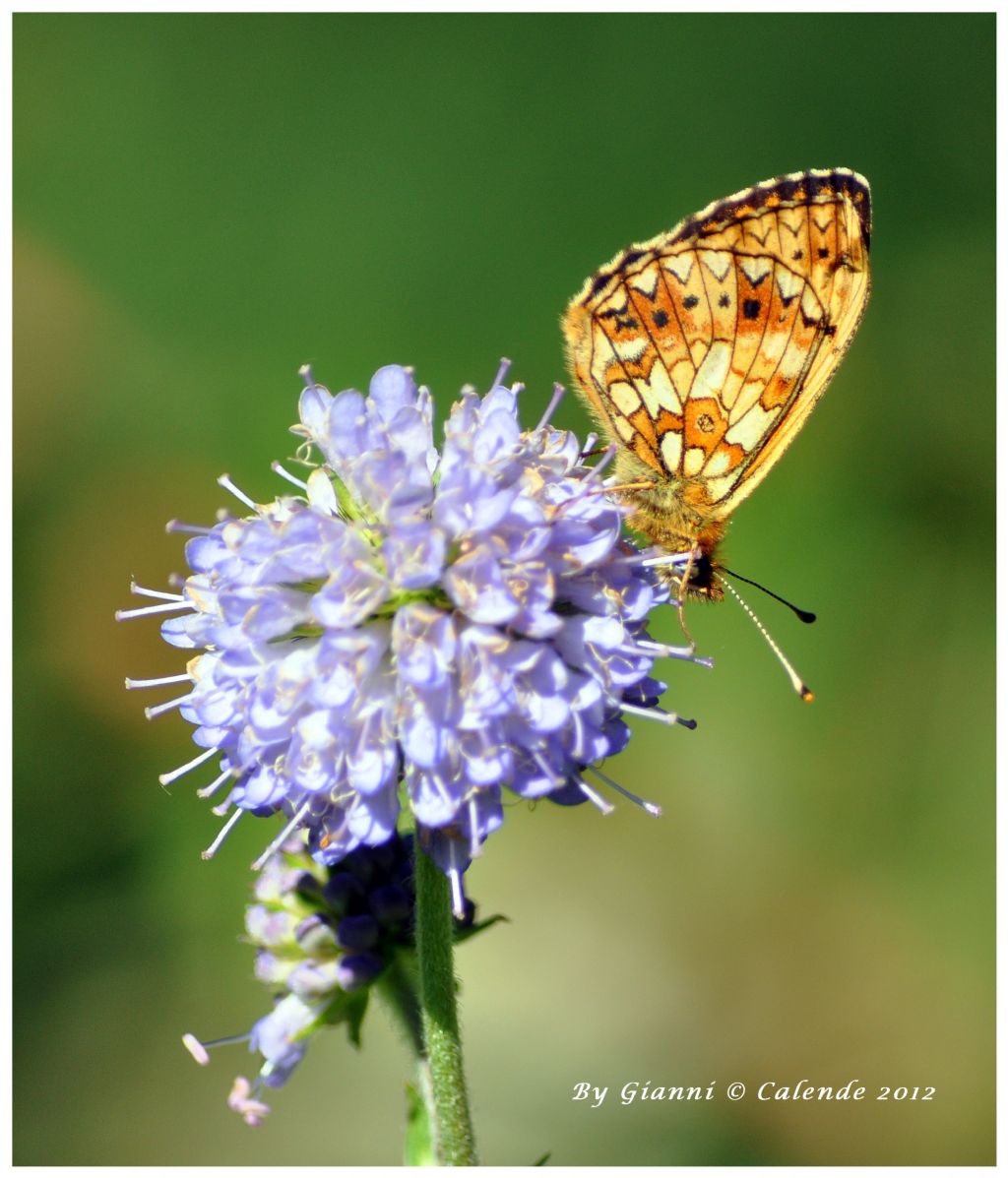 Farfalla da id - Boloria (Clossiana) selene