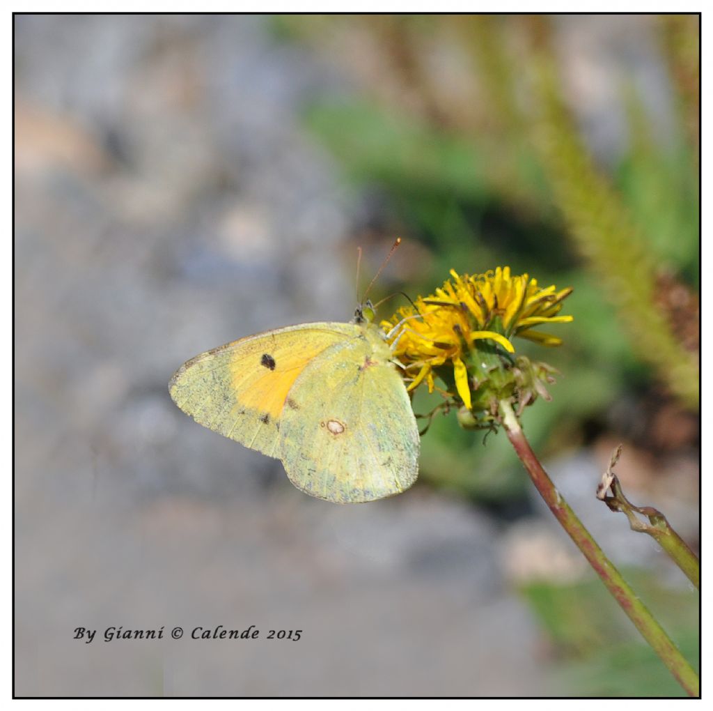 Colias croceus,  femmina