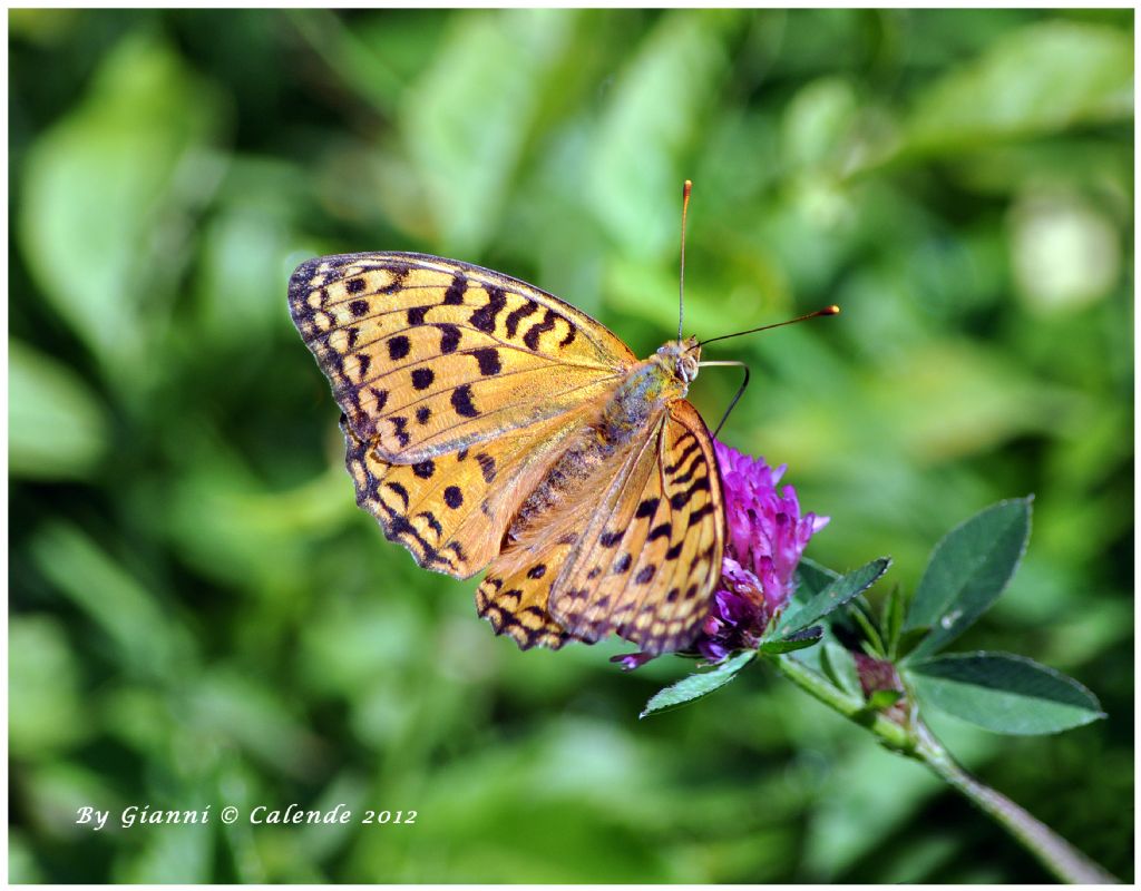 Farfalla da ID - Argynnis sp.