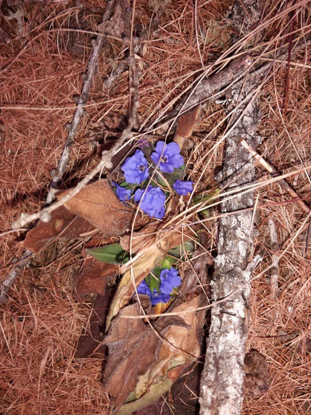 Pulmonaria sp.  (Boraginaceae)