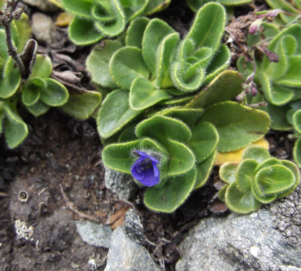 Veronica bellidioides