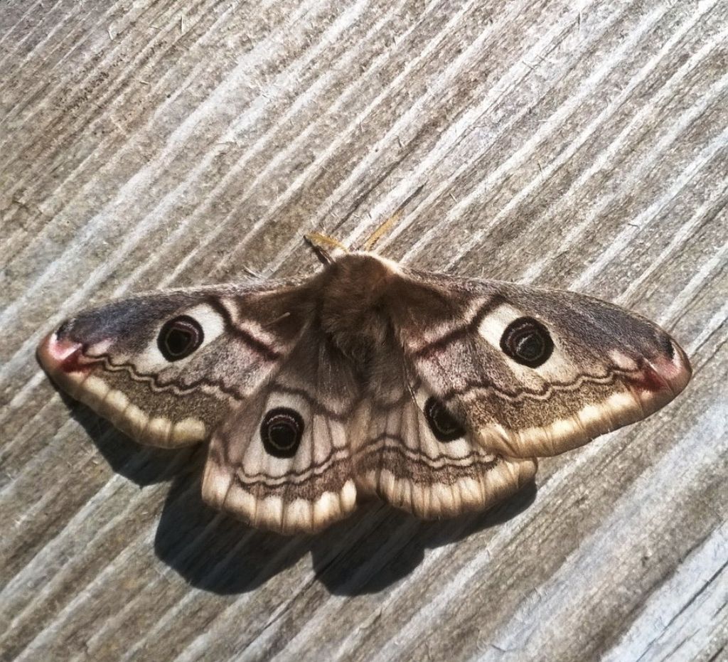 Quale Falena? - Saturnia (Eudia) pavoniella