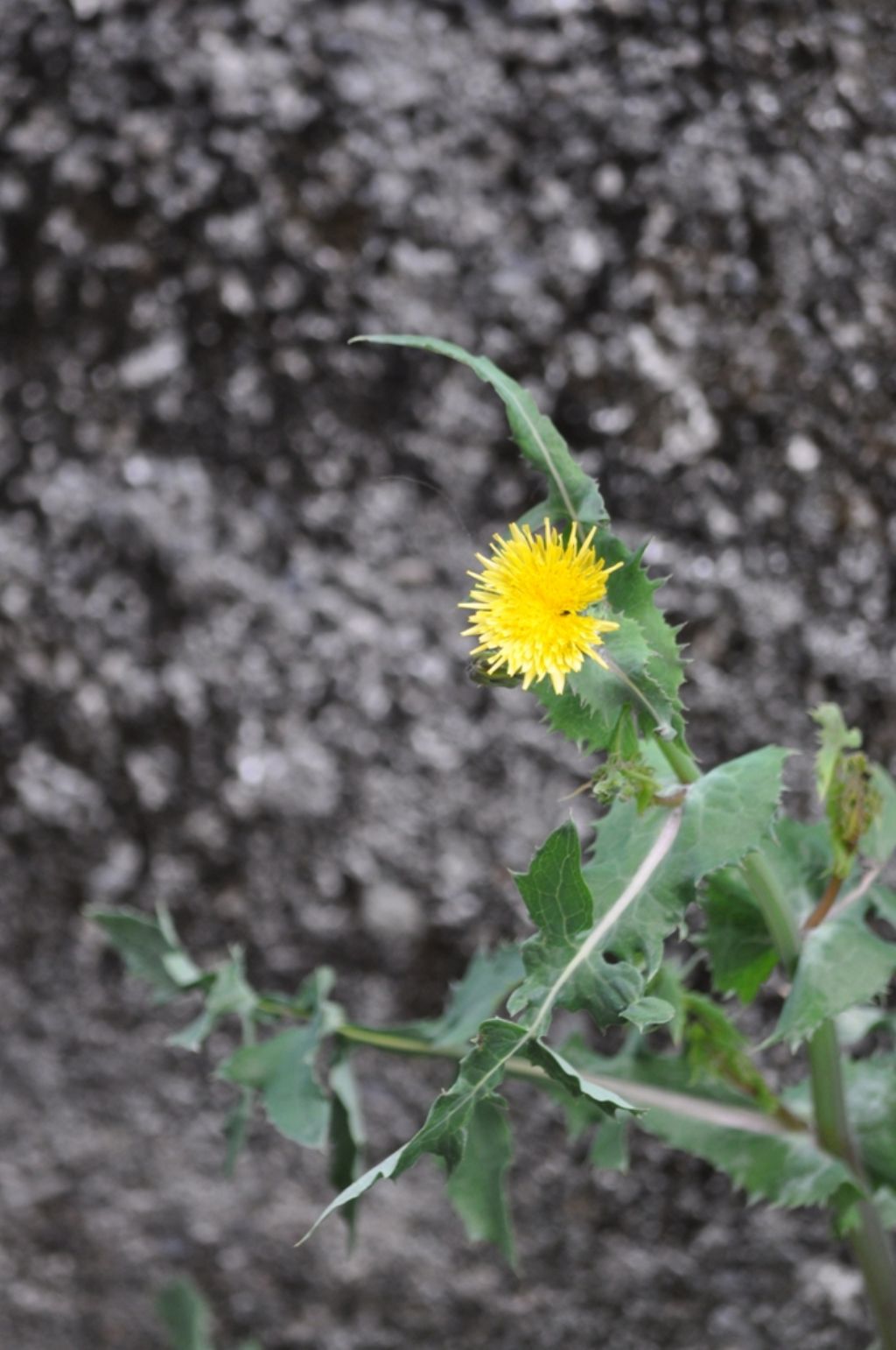 Quale Pianta? - Sonchus sp.