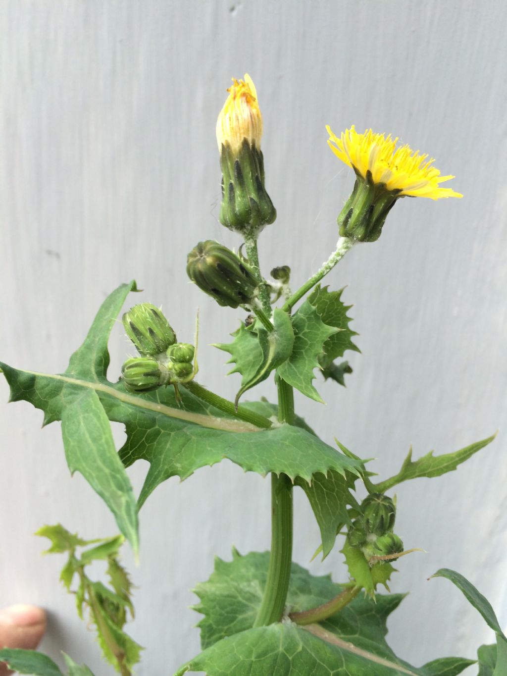 Quale Pianta? - Sonchus sp.