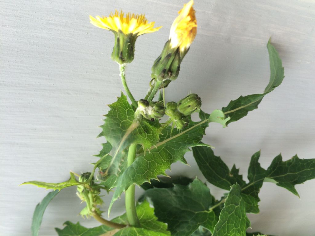 Quale Pianta? - Sonchus sp.