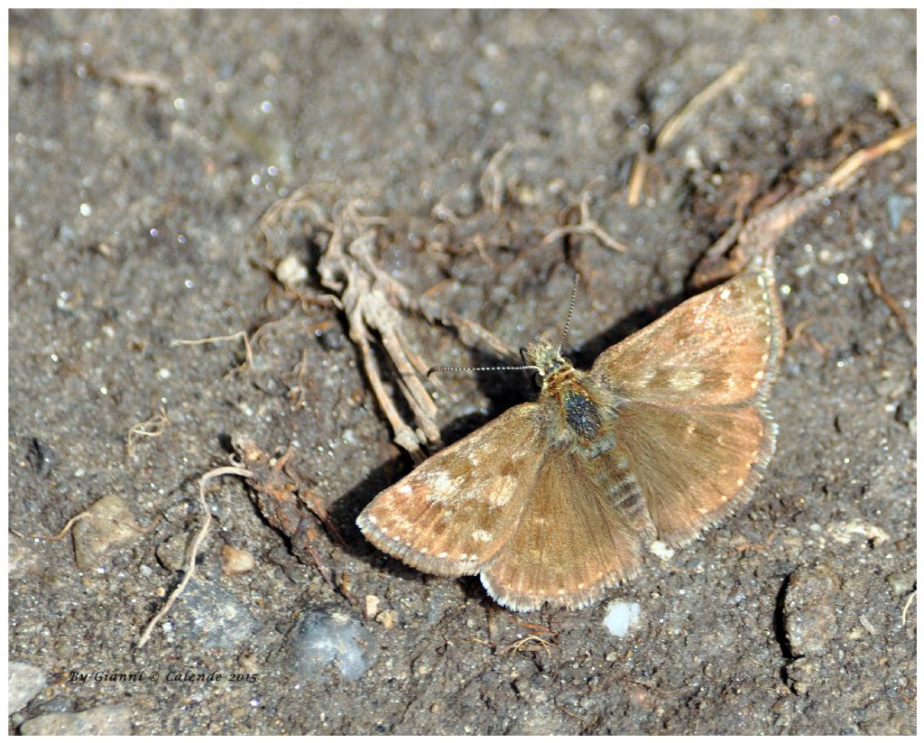 Farfalla da Id - Erynnis tages