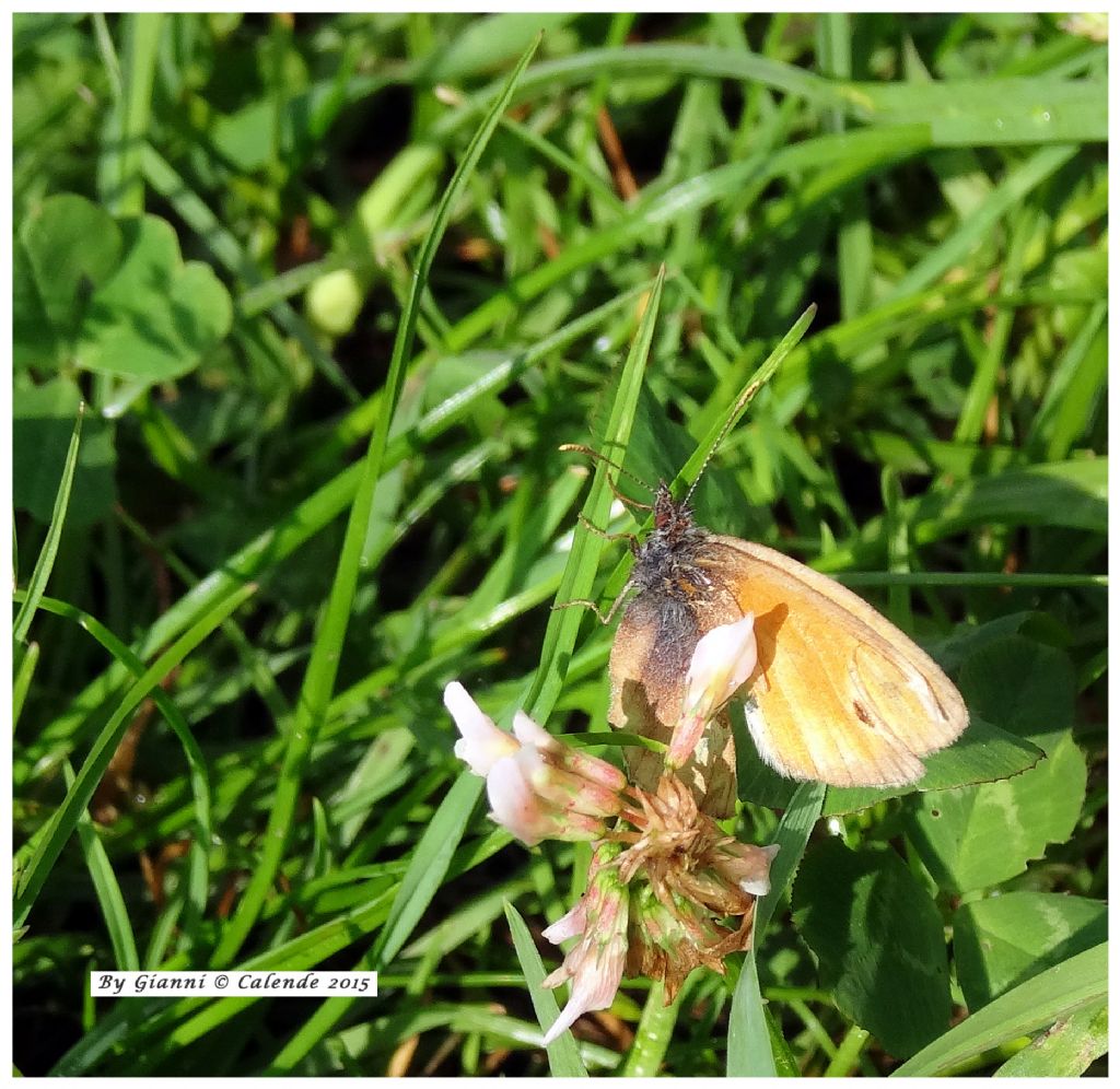 Farfalla da Id - Coenonympha pamphilus