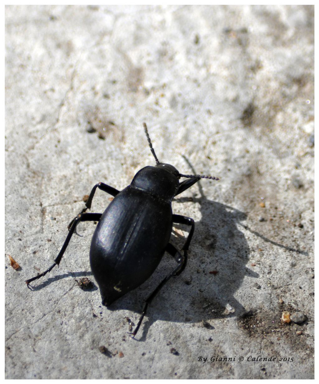 Quale carabide? No, Blaps sp., Tenebrionidae