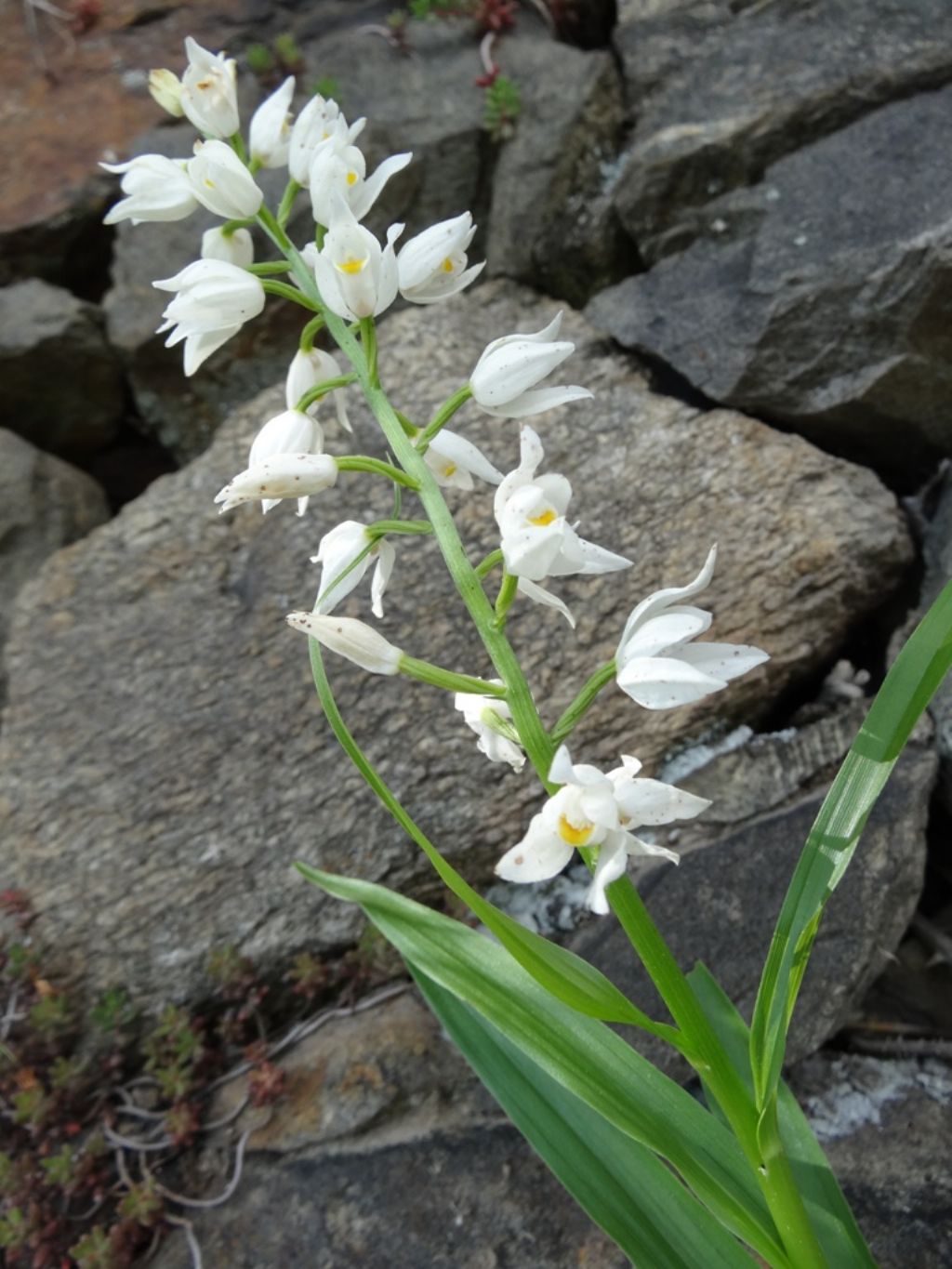 Quale fiore? Cephalanthera longifolia