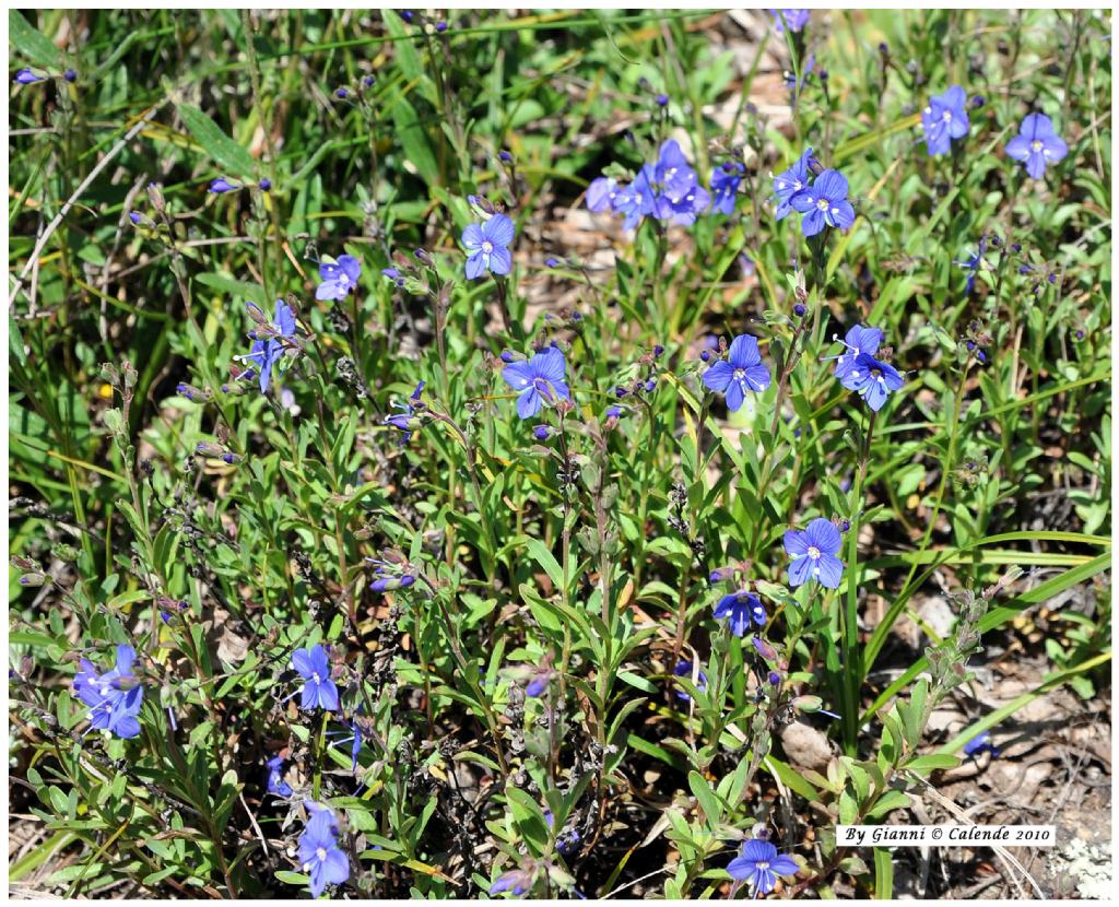 Veronica fruticans / Veronica fruticosa