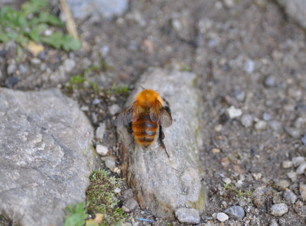 Bombus sp. (Apidae)