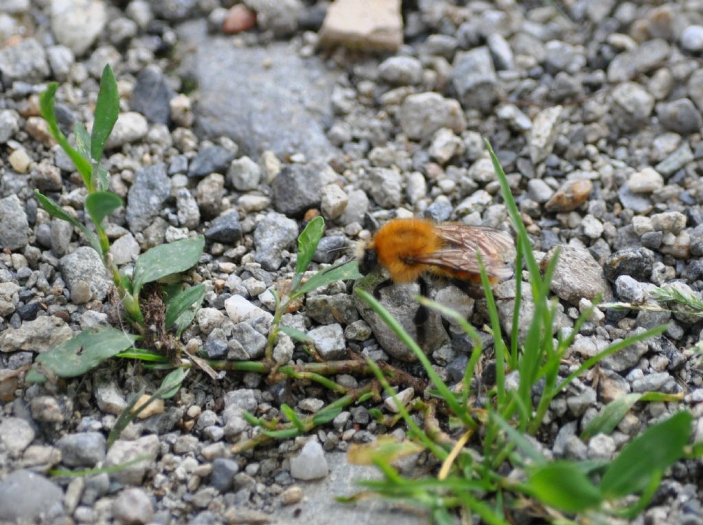 Bombus sp. (Apidae)