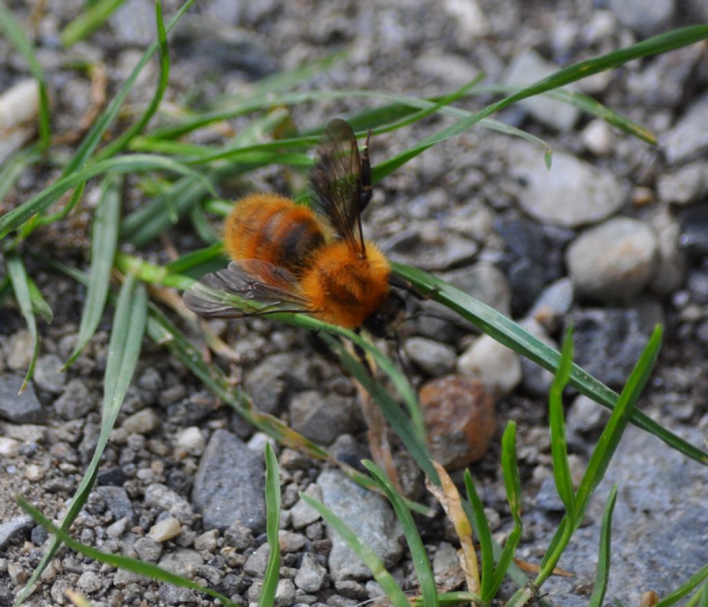 Bombus sp. (Apidae)