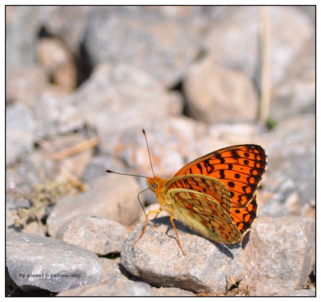 Quale farfalla?? Argynnis (Fabriciana) niobe