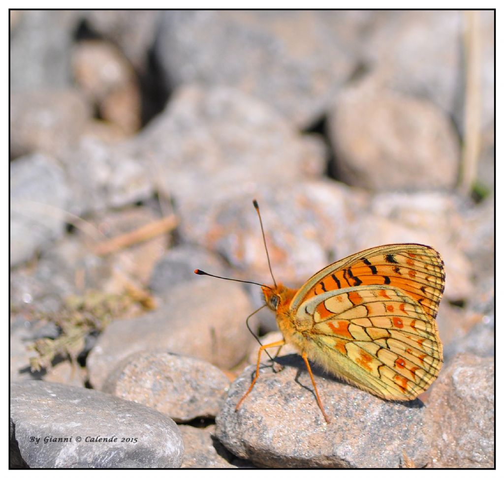 Quale farfalla?? Argynnis (Fabriciana) niobe