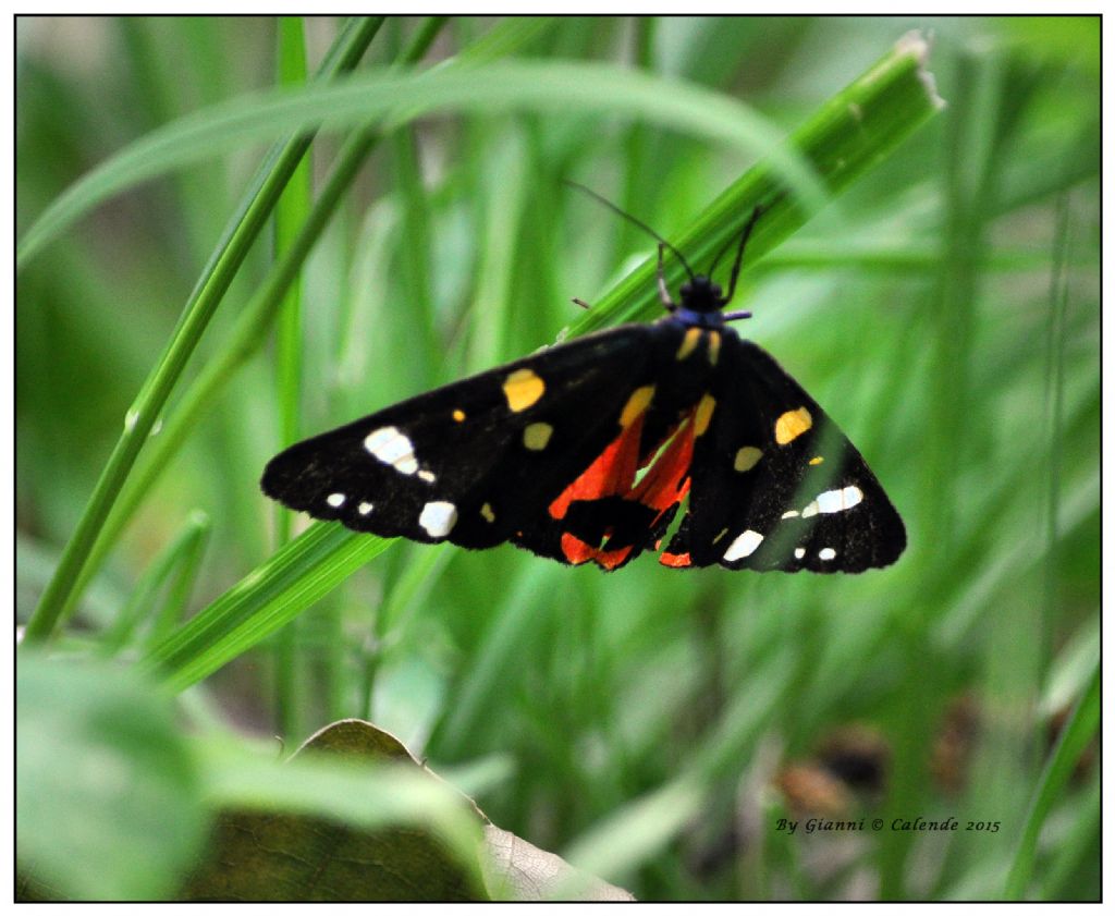 Quale farfalla? Callimorpha dominula