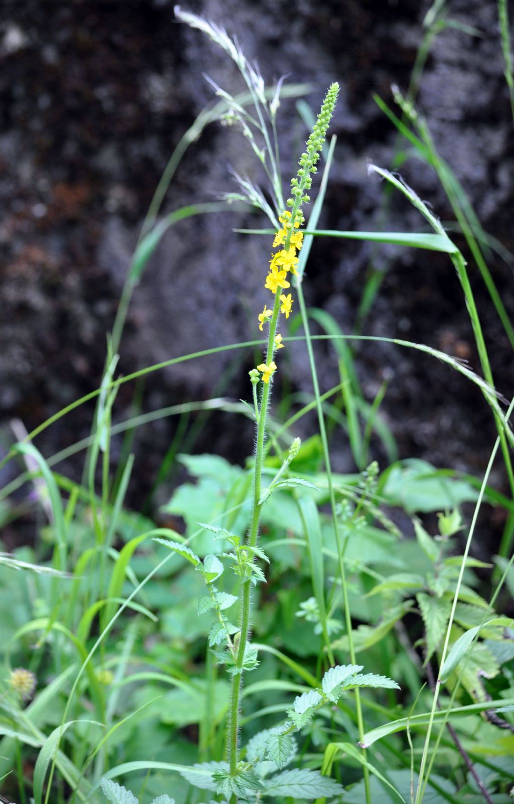 Agrimonia eupatoria