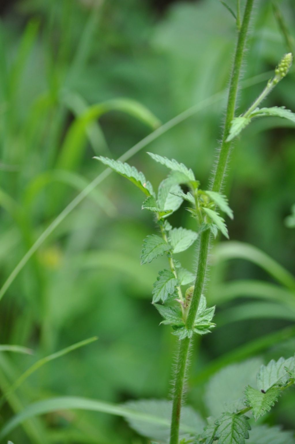 Agrimonia eupatoria