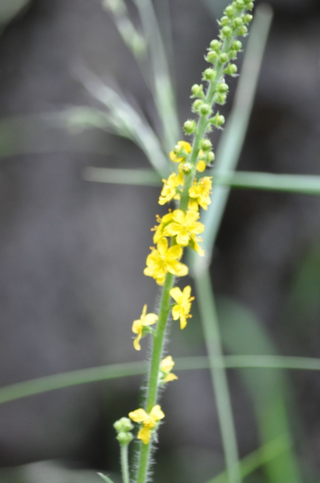 Agrimonia eupatoria