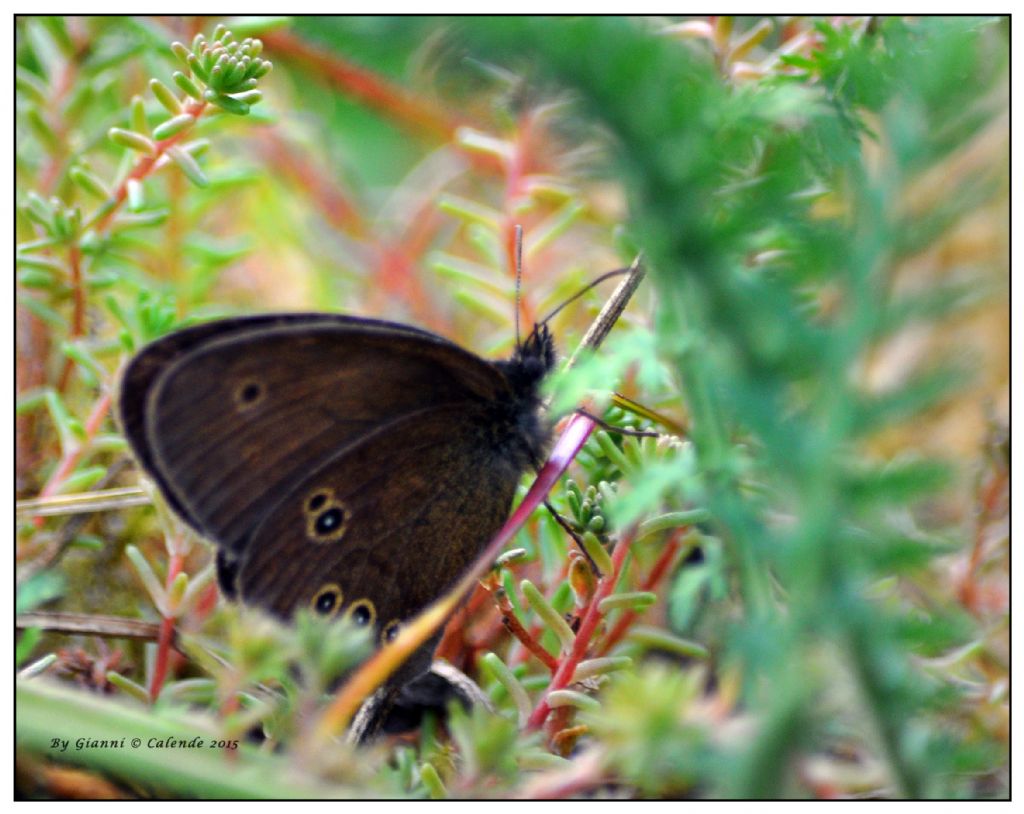 Quale Erebia? - Aphantopus hyperantus