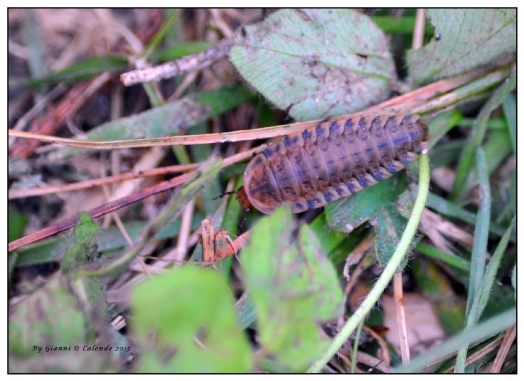 larva di coleottero Silpha sp., Silphidae