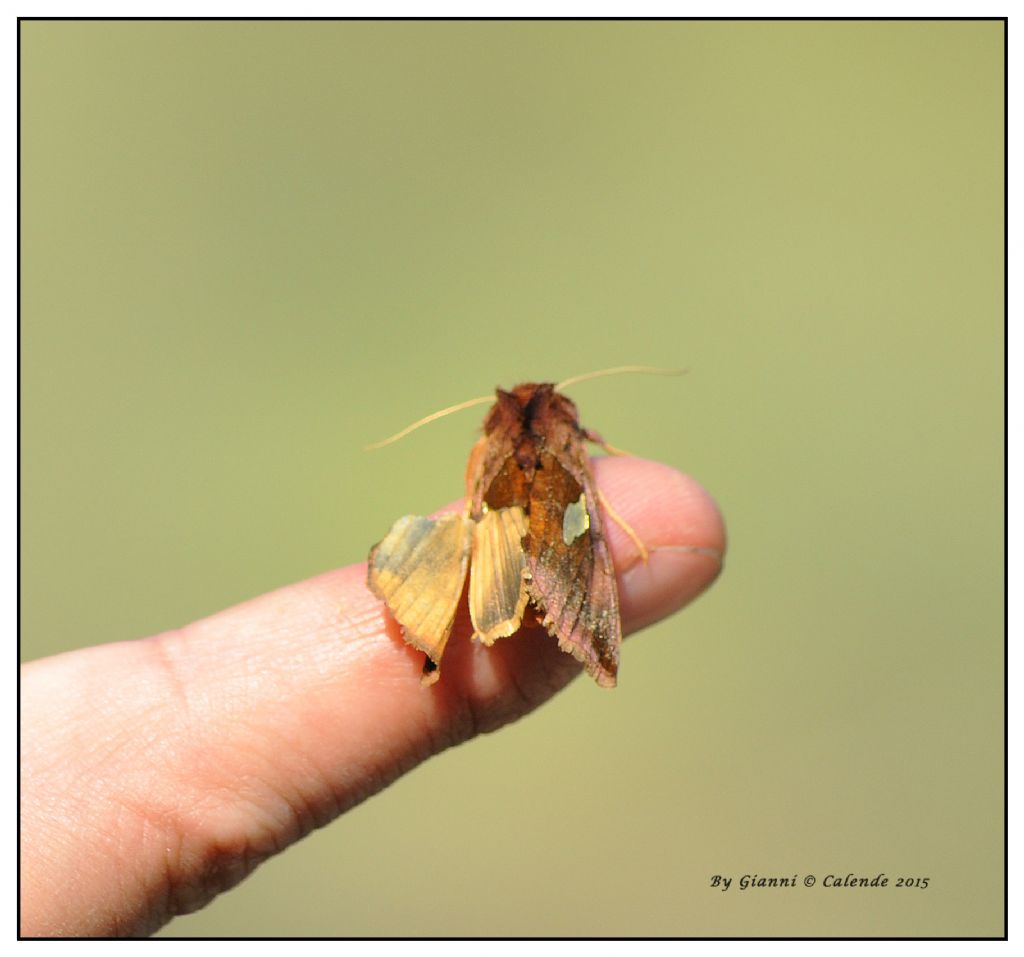 Quale Falena? Autographa bractea