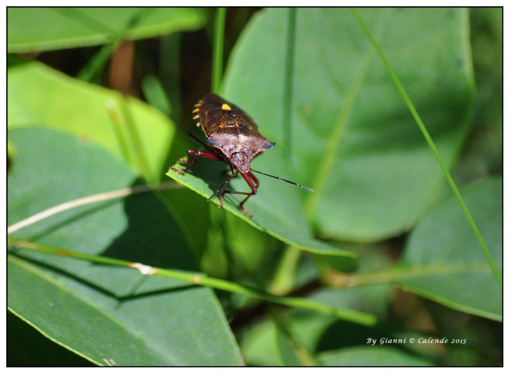 Pentatomidae:   Pentatoma rufipes